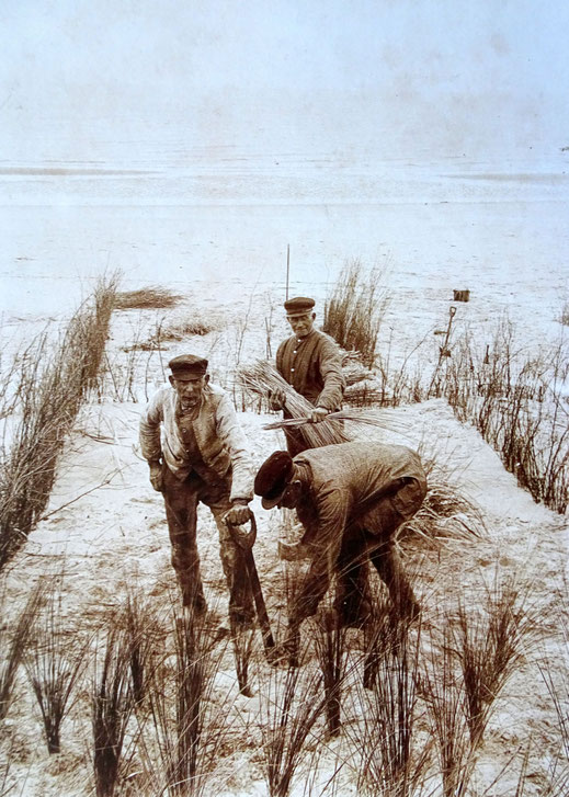 Plaatsen en poten van helmgras