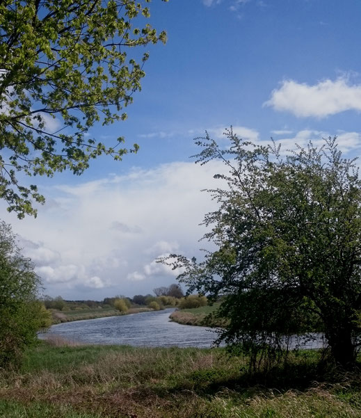 Fluss Aller direkt neben dem Camping Aller-Leine-Tal in Engehausen - wunderschön für lange Spaziergänge