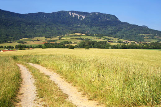 Espace VTT Aude en Pyrénées - Plateau Puivert / Nébias