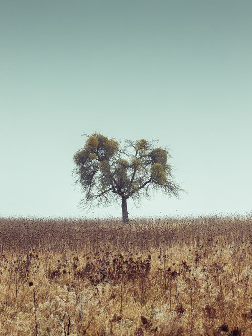 Minimalismus, Fotografie, Baum, Mistel, Nebel, photography, moderne, Fotokunst, minimalism, minimalist, minimalistisch, Holger Nimtz, Kunst, fine art, Uckermark, Herbst,