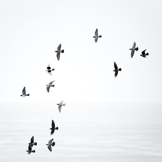 Flug, Freedom, El Mocanal, Tauben, Freiheit, peace, Frieden, El Hierro, Canary Islands, Kanarische Inseln, Kanaren, Holger Nimtz,  fine art, monochrom, schwarz-weiß,  minimalismus, minimalist, minimalism, Fotokunst,