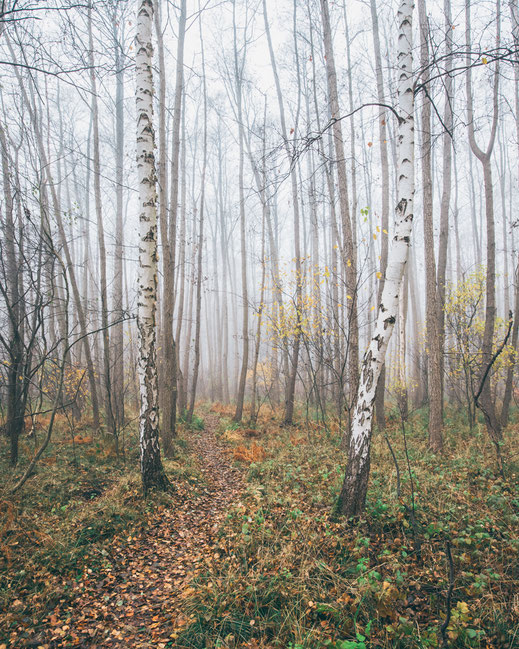Waldbaden, Minimalismus, Fotografie, Birken, Nebel, photography, moderne, Fotokunst, minimalism, minimalist, minimalistisch, Holger Nimtz, Kunst, fine art, Uckermark, Herbst,