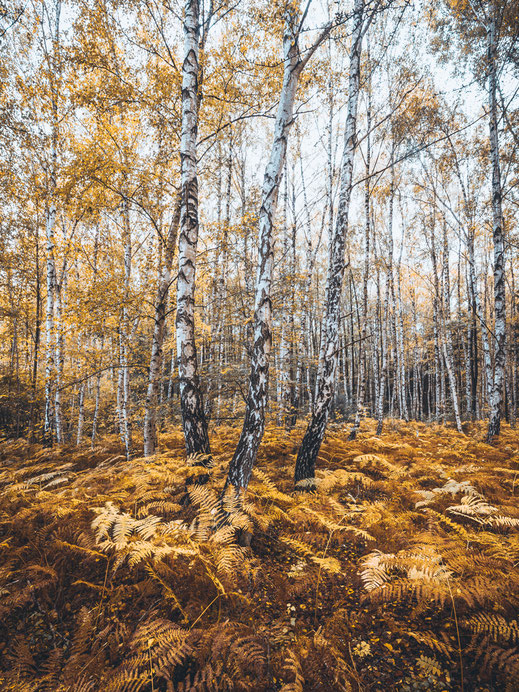 Uckermark, Birken, Birkenwald, Waldbaden, Holger Nimtz, Fotokunst, birches, forest, fine art, Fotografie, photography,