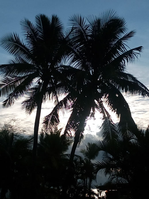 palmen himmel sonne wolken meer bilder kostenlos nutzen kommerziell gewerblich ohne copyright natur fotos