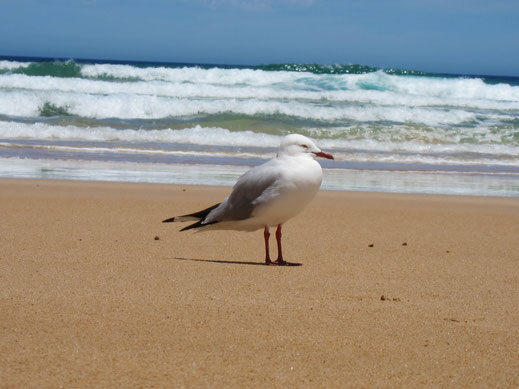 vogel nahaufnahme möwe strand sand blauer himmel welle lizenzfreie bilder fotos kostenlos