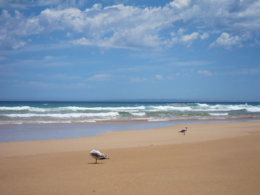 malerisch landschaft strand sand vögel möwen himmel meer wellen blau kostenlose fotos download bild