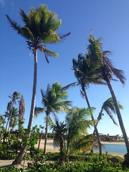 palmen strand meer blauer himmel wind tropisch insel urlaub bilder kostenlos fotos