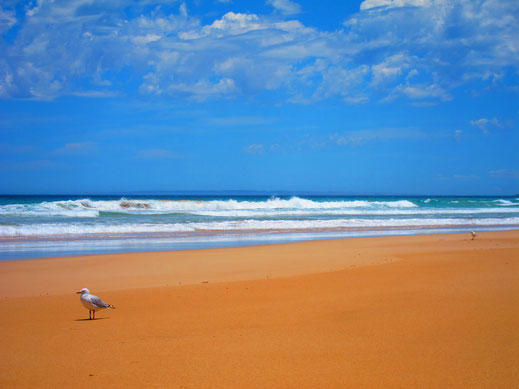 blau orange farben vogel möwe meer strand sand himmel lizenzfreie fotos download bild