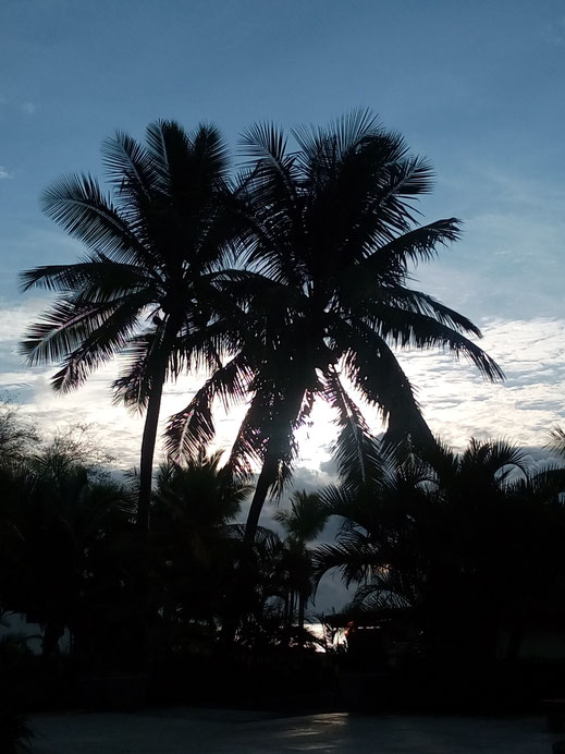 palmen himmel wolken landschaft karibisch tropisch hochformat bilder kostenlos ohne copyright lizenzfrei fotos