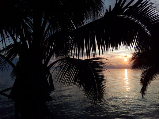 sonnenuntergang mit palmen meer tropisch himmel farben palmenblätter bilder fotos kostenlos gratis download kommerzieller gebrauch