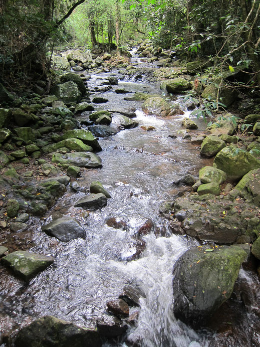Fluss durch Regenwald Wasser Bäume grün kostenlose Fotos downloaden