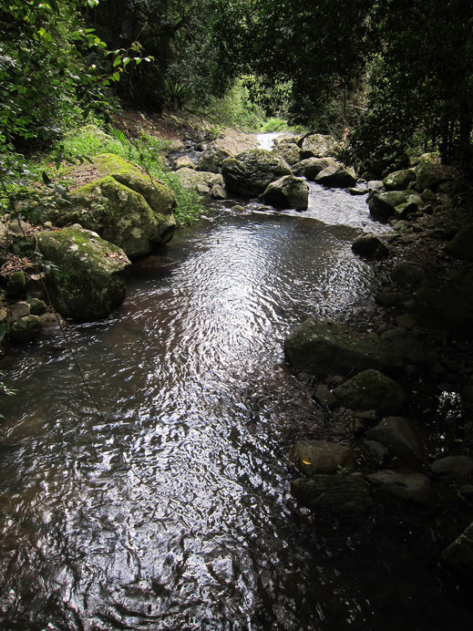 Fotos Landschaft Natur Regenwald Pflanzen Fluss Bilder