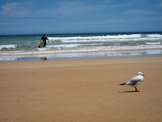 möwe surfer wellen vogel strand sand surfbrett wellenreiten himmel blau bild gratis downloaden foto lizenzfrei nutzen