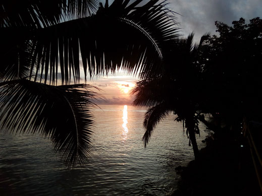 palmenblätter palmen sonne sonnenuntergang meer strand himmel bäume natur traumhaft tropisch bilder kostenlos fotos kommerzielle nutzung