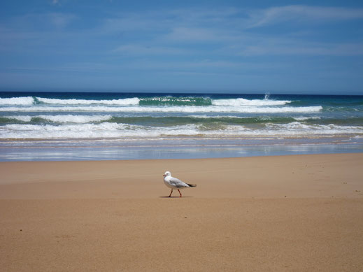 einsamer vogel möwe am strand brauner sand blauer himmel landschaft fotos bilder