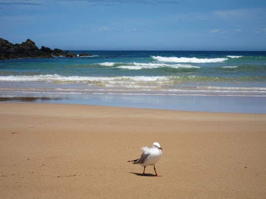 vogel am strand einsam allein wellen himmel sand bild kostenlos downloaden gewerblich nutzen fotos