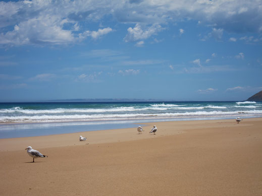 möwen am strand vögel sand wasser meer landschaft himmel blau kosentlose bilder herunterladen fotos