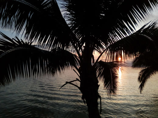 palme sonnenuntergang meer palmenblätter tropisch karibisch bilder kostenlos freie lizenz fotos gewerbliche nutzung