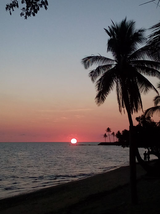 Bild Sonnenuntergang mit Palmen tropisch Foto zum Download kostenlos gratis
