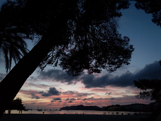 Sonnenuntergang farbenfroher Himmel Baum Strand kostenloses Foto Bilder downloaden
