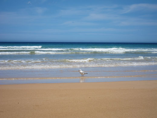 Sand strand vogel möwe wasser wellen meer blau braun himmel natur bilder lizenzfrei herunterladen foto