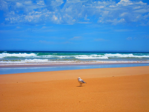 vogel strand farbenfroh blau braun meer wellen himmel möwe lizenzfreie bilder fotos