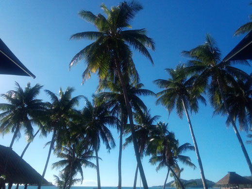 Palmen Himmel tropisch blau Dächer Resort Insel Natur Landschaft traumhafte Bilder kostenlos nutzen kommerziell gewerblich Foto