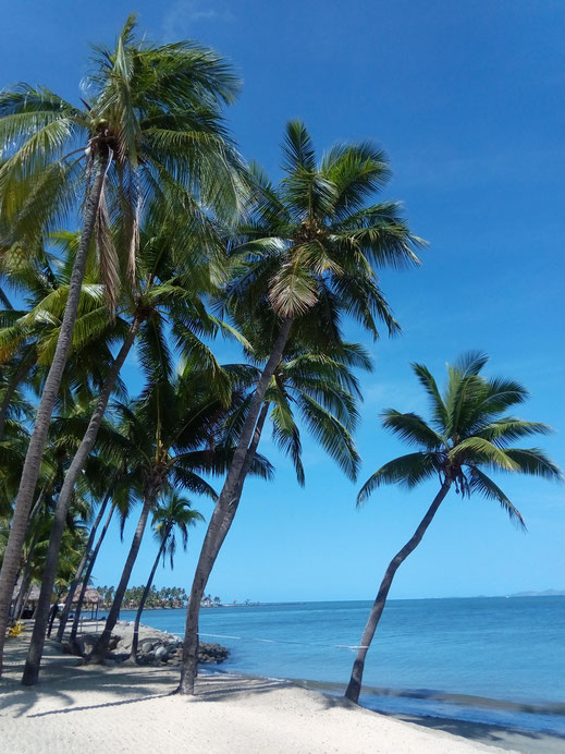 palmen strand blauer himmel traumhafte natur fotos lizenzfrei kostenlos gratis herunterladen ohne copyright