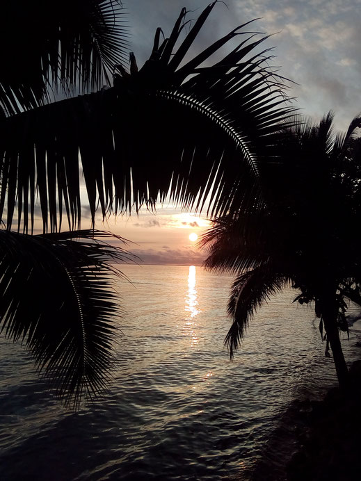 sonnenuntergang palmen palmenblätter urlaub tropisch meer ozean farben traumhaft kostenlose fotos bilder hochformat