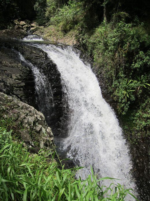 Wasserfall Natur Regenwald Bäume kostenlose Fotos kommerzielll nutzen