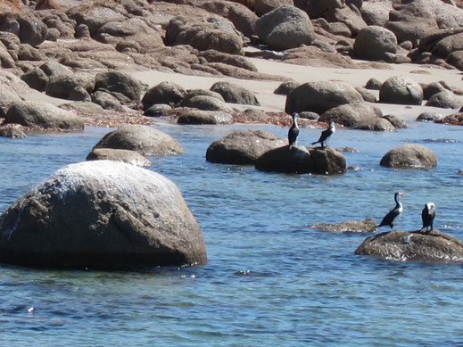 Felsen Steine Vögel Meer Ozean blau Landschaft Küste kostenlose Bilder lizenzfrei