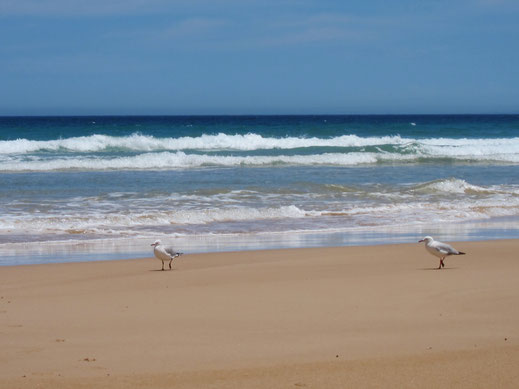 zwei möwen vögel strand meer wellen blau tiere natur landschaft kostenfrei downloaden bild foto