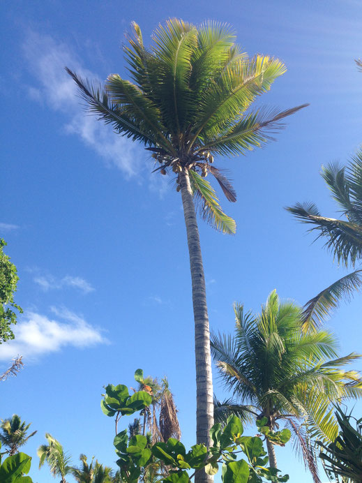 große palme pflanzen tropisch blauer himmel natur landschaft karibisch kostenlose fotos bilder zum herunterladen download