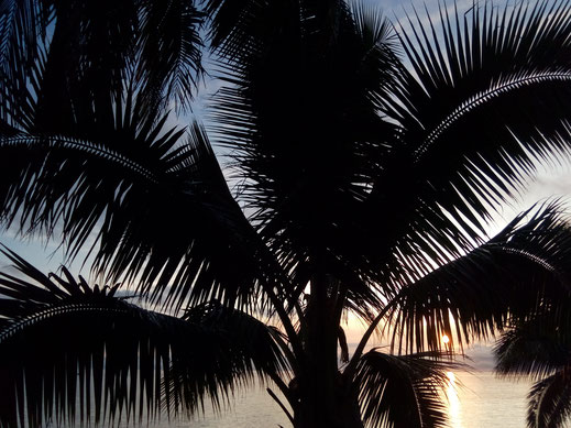 palme sonnenuntergang palmenblätter tropisch meer ozean karibisch urlaub palmen foto bild kostenlos
