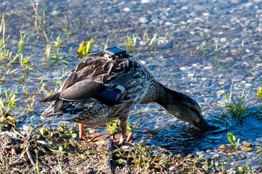 Eine Ente trinkt aus einem See und trägt ein GPS-Gerät auf ihrem Rücken. Foto:Kai-Uwe Ruf