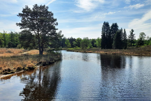 Ein Fluss fließt gemächlich durch eine Ebene. Rechts und links am Ufer ist eine Heidelandschaft mit einzelnen Bäumen zu sehen. Im Hintergrund steht ein Wald.