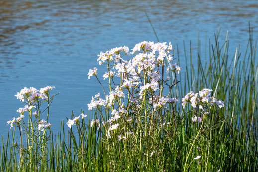 Weiße Blumen stehtn am Rand eines kleinen Teichs.