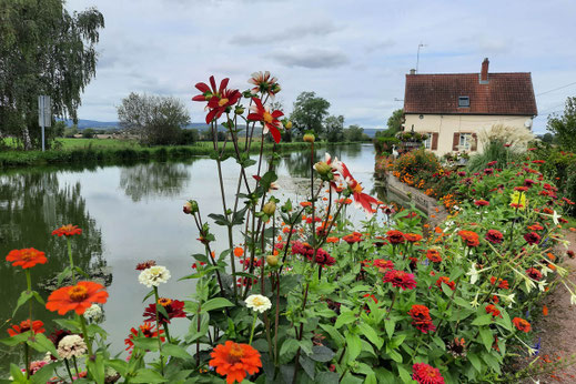 Blumen blühen am Rand eines Kanals.