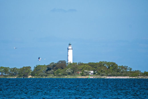 Der Leuchtturm Langer Erik an der Nordspitze der Insel Öland. Vor dem Turm fliegen zwei Möwen.Dm a