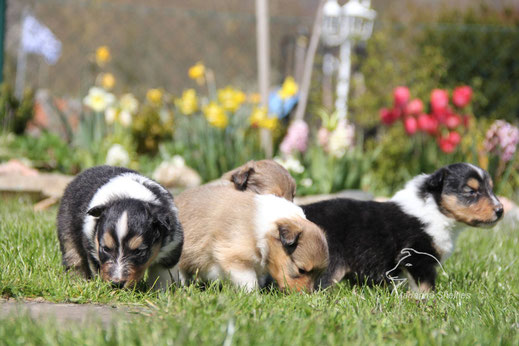 Carlson, Tine, Willie - im Hintergrund versteckt ist Carlo