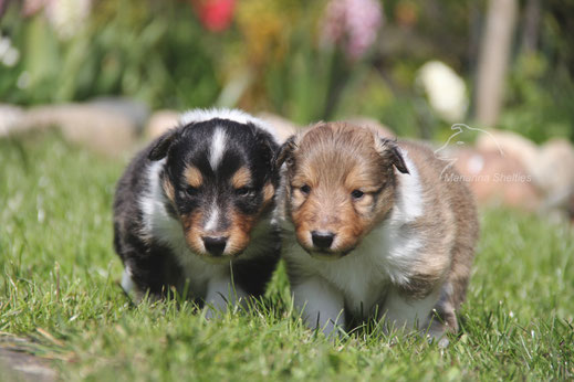 links Willie, rechts Carlo