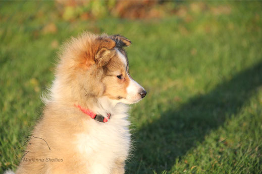 Rosie (Fairyglen Irish Rose) im Alter von 11 Wochen ...