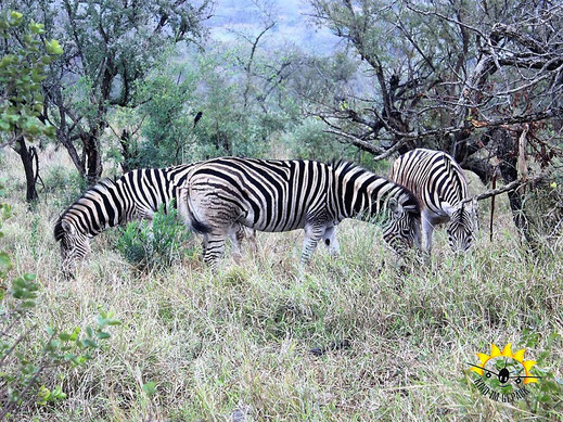 Safari mit 4x4-Mietwagen im Hluhluwe-Imfolozi Game Reserve.