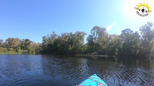 Kajaken oder schwimmen im Wekiva State park.