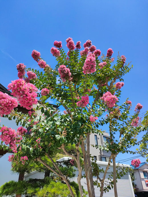 樹木葬　江東区