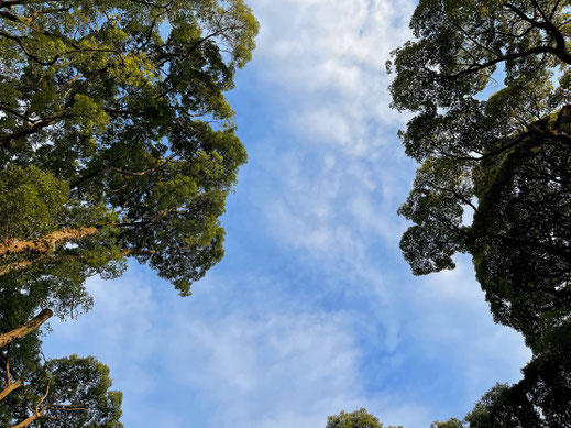 森から見上げる空