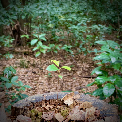 森の中で、切り株に根付いて葉を広げる小さな芽
