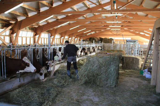 Stabulation à logettes pour le troupeau Abondance