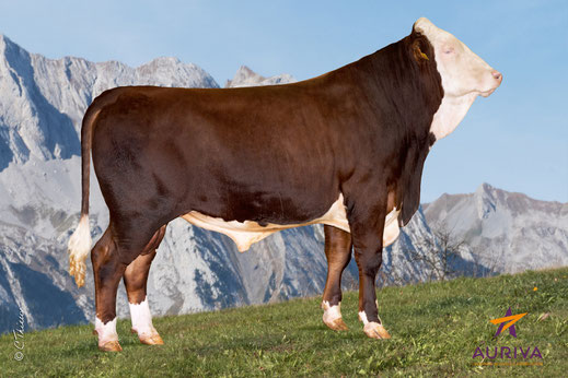 OEILLET ISU 152, Lait + 1314, TB +1,1, TB +0,6, Morpho 111