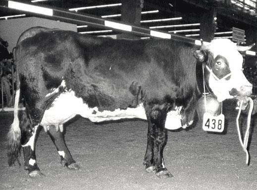  Lisette, née en 1975 est la première Abondance à avoir atteint 100 000 kg de lait. Propriétaire ; TREBBOUX Pascal (Vinzier 74)